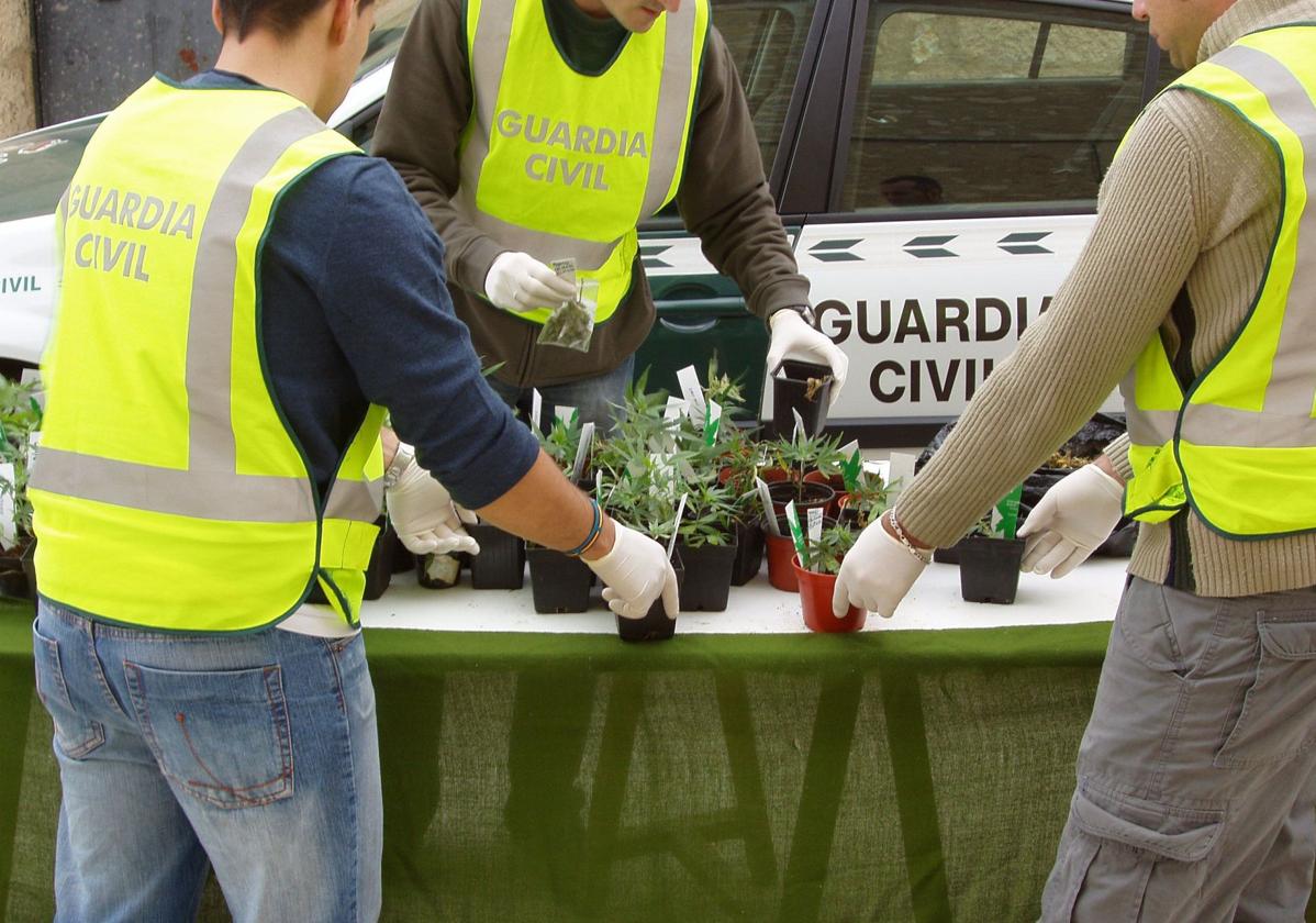 Plantas de marihuana requisadas por la Guardia Civil en un pueblo de Segovia.