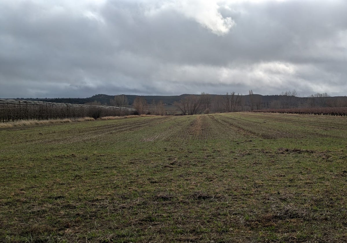 Parcela sembrada de cereal en Quintana del Pidio (Burgos)