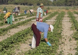 Temporeros trabajan en la campaña de verano en la provincia de Segovia.