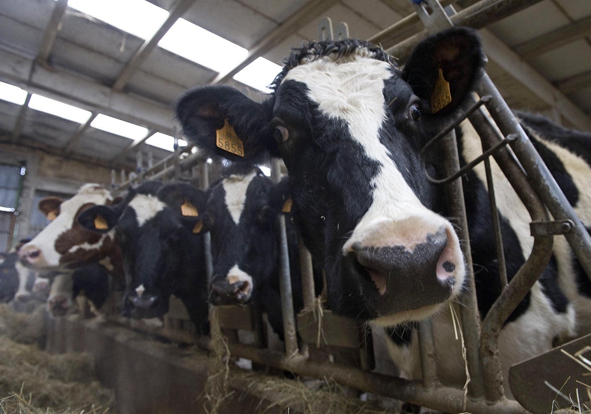 Una empresa garantizará la recogida de leche en la montaña leonesa