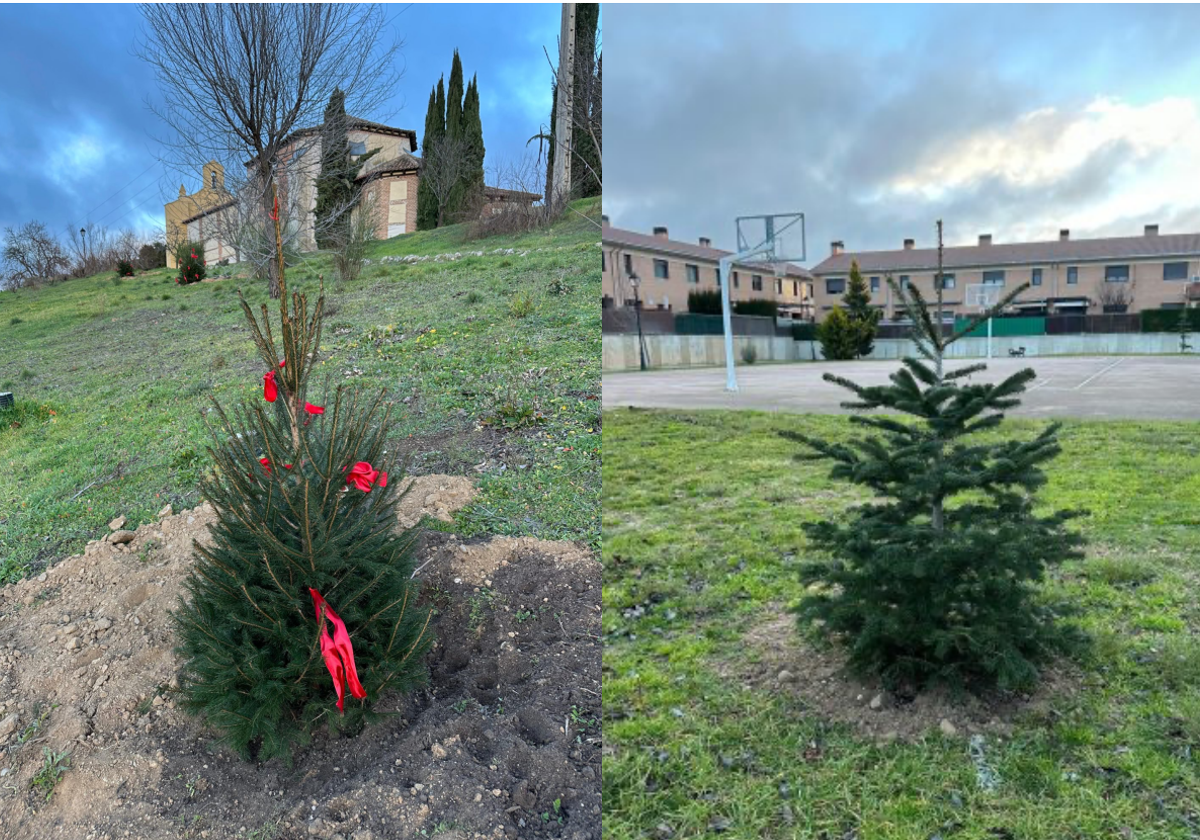 Nueva ubicación de los abetos que decoraron la Plaza Mayor de Laguna de Duero.