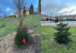 Nueva ubicación de los abetos que decoraron la Plaza Mayor de Laguna de Duero.