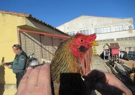 Cajas encontradas con los gallos dentro.