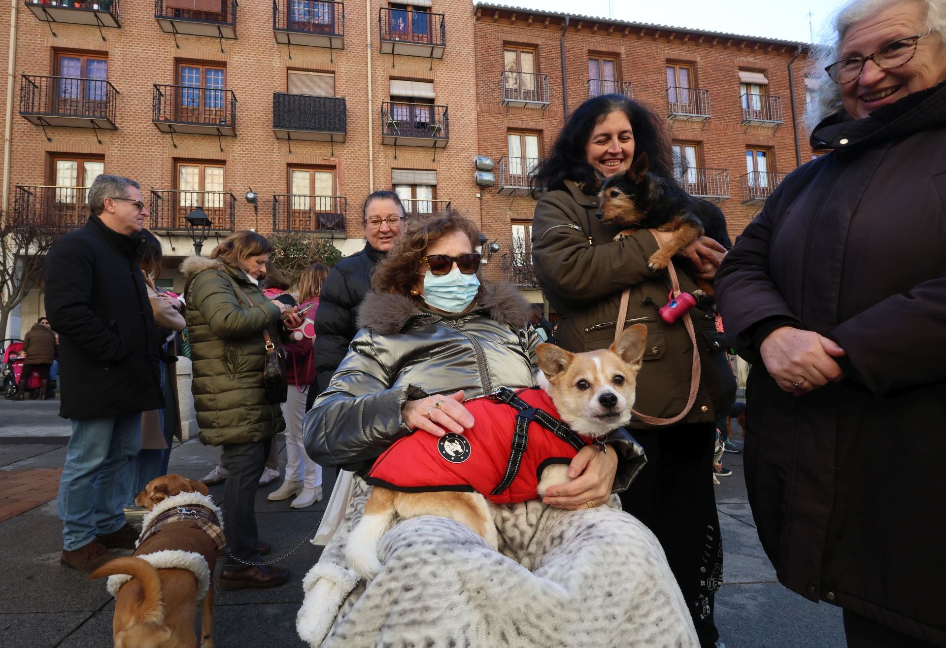 San Antón bendice a los animales de Palencia