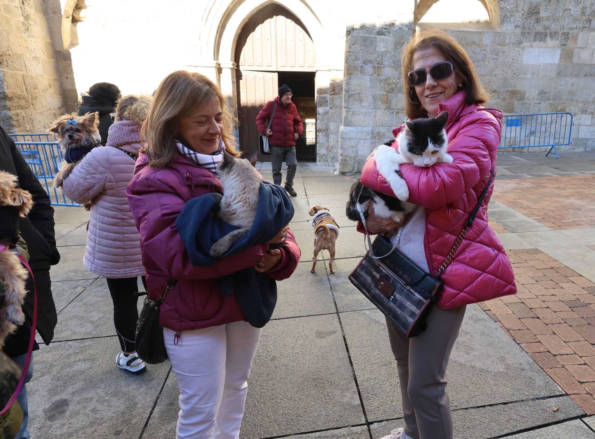 San Antón bendice a los animales de Palencia