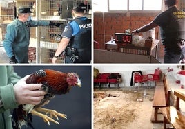 Gallódromos intervenidos en Las Flores (arriba, a la izquierda, y debajo, a la derecha) y Tordesillas (arriba, a la izquierda). Debajo, a la izquierda, gallo con la cresta mutilada en Delicias en 2005.