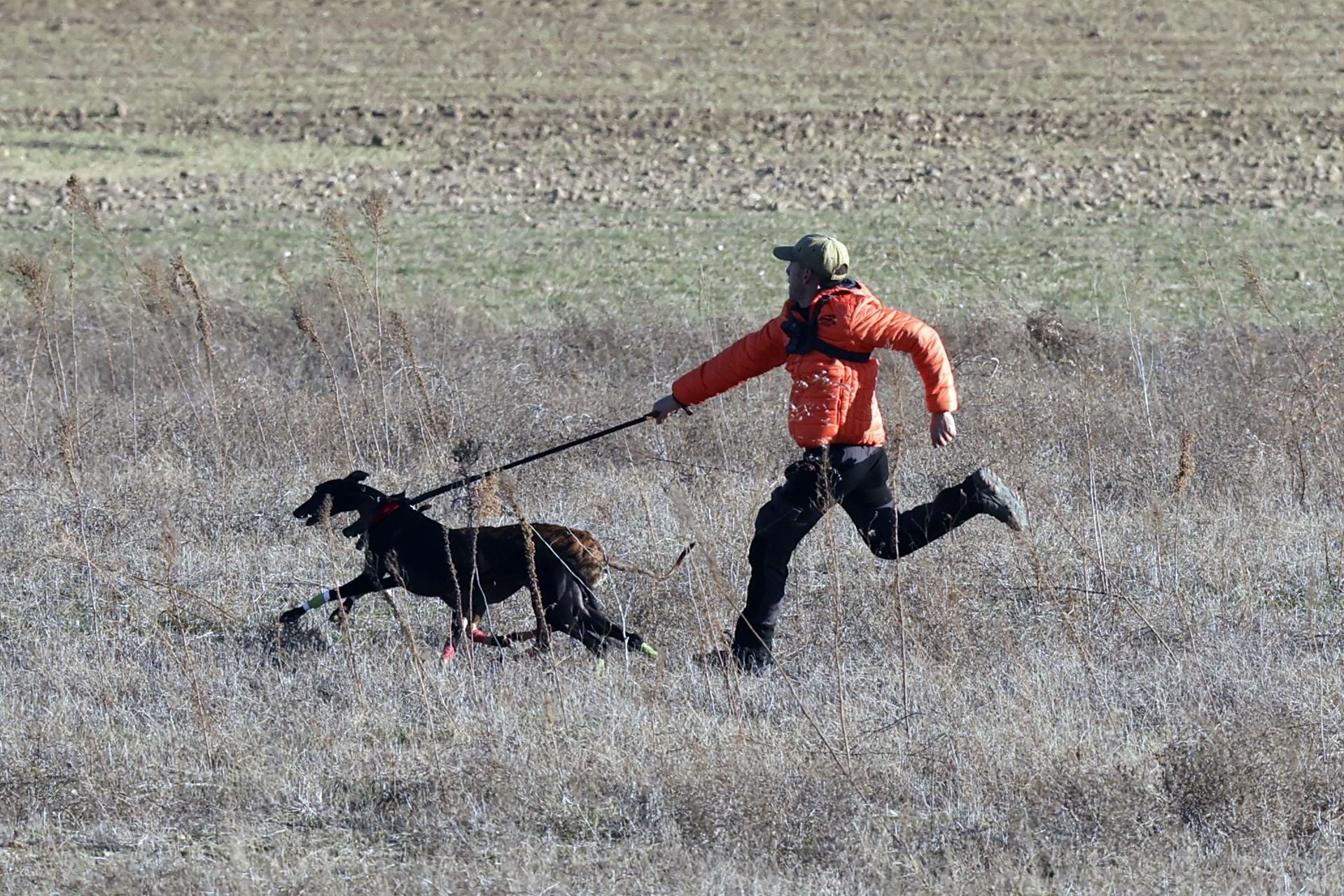 Las imágenes de los cuartos de final del LXXXVII Campeonato de Galgos