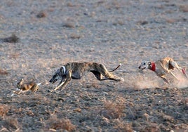 Las imágenes de los cuartos de final del LXXXVII Campeonato de Galgos