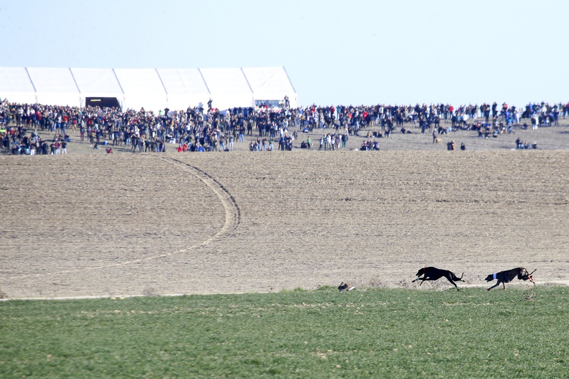 Las imágenes de los cuartos de final del LXXXVII Campeonato de Galgos