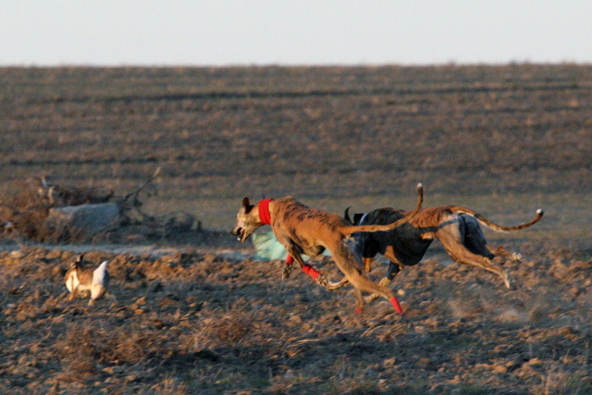 Las imágenes de los cuartos de final del LXXXVII Campeonato de Galgos