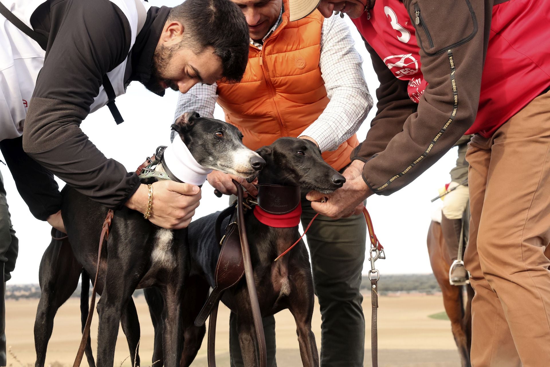 Las imágenes de una nueva jornada de los cuartos de final del LXXXVII Campeonato de Galgos