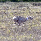 Las falta de liebres alarga la competición en el campeonato de España de galgos