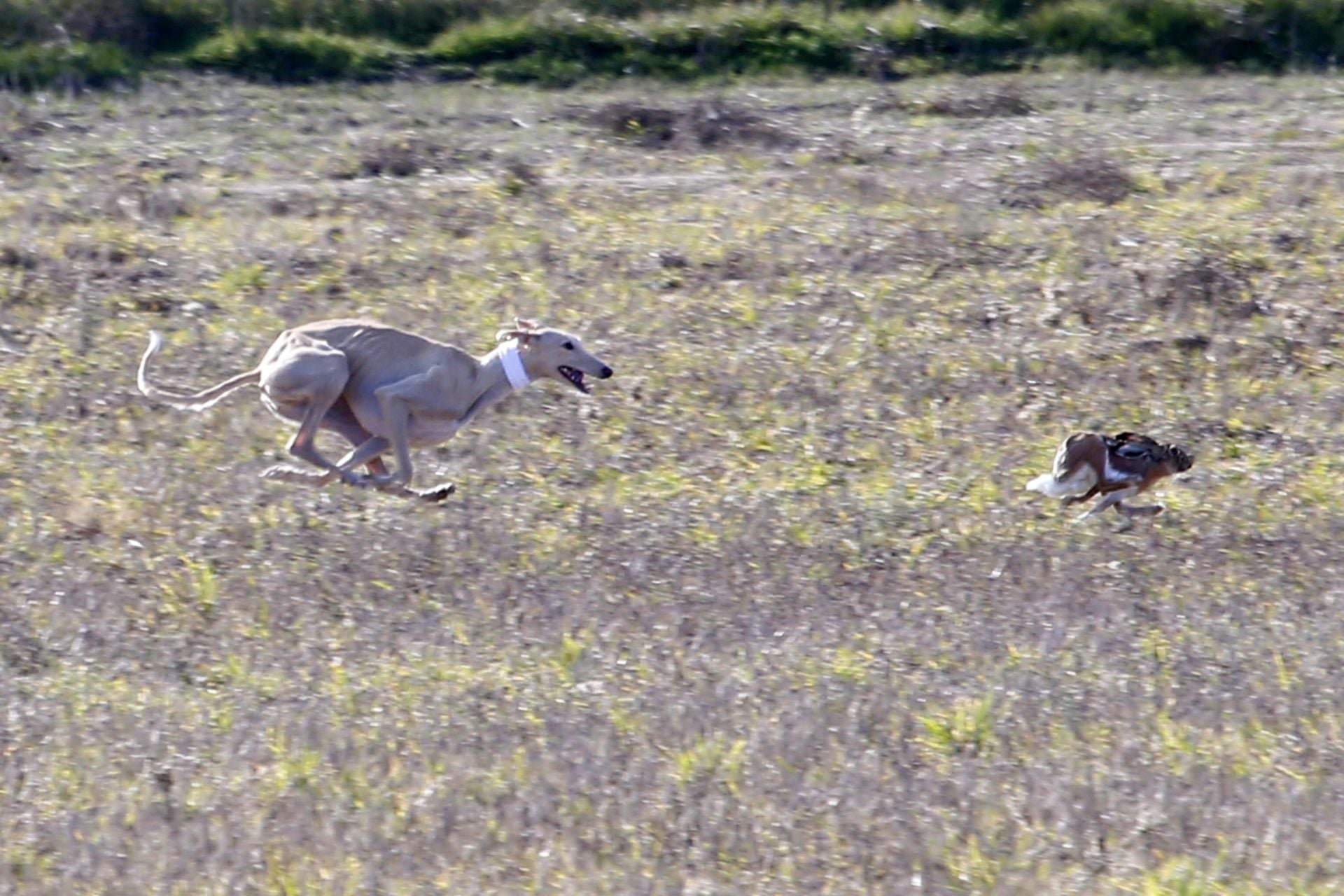 Las imágenes de una nueva jornada de los cuartos de final del LXXXVII Campeonato de Galgos