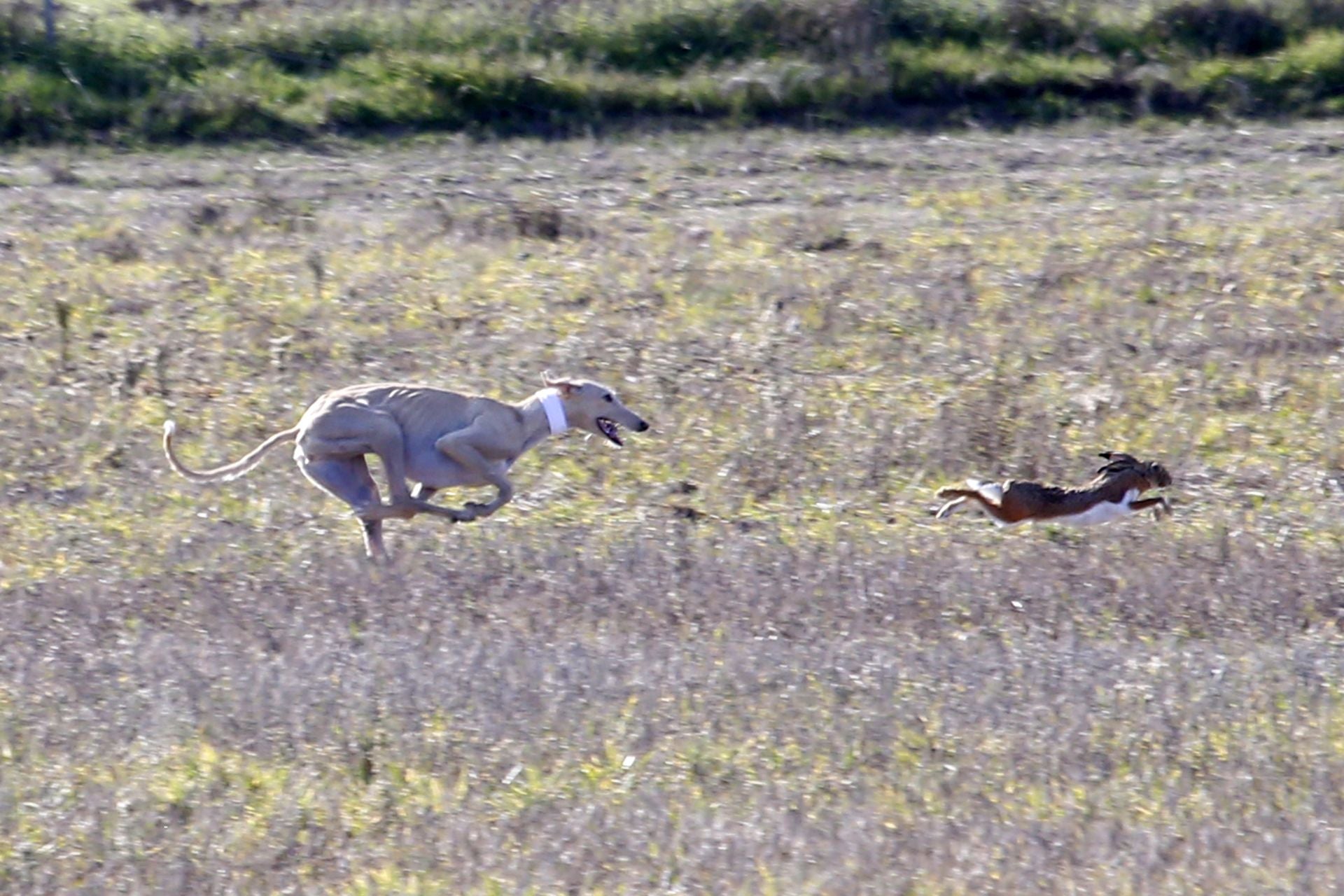 Las imágenes de una nueva jornada de los cuartos de final del LXXXVII Campeonato de Galgos