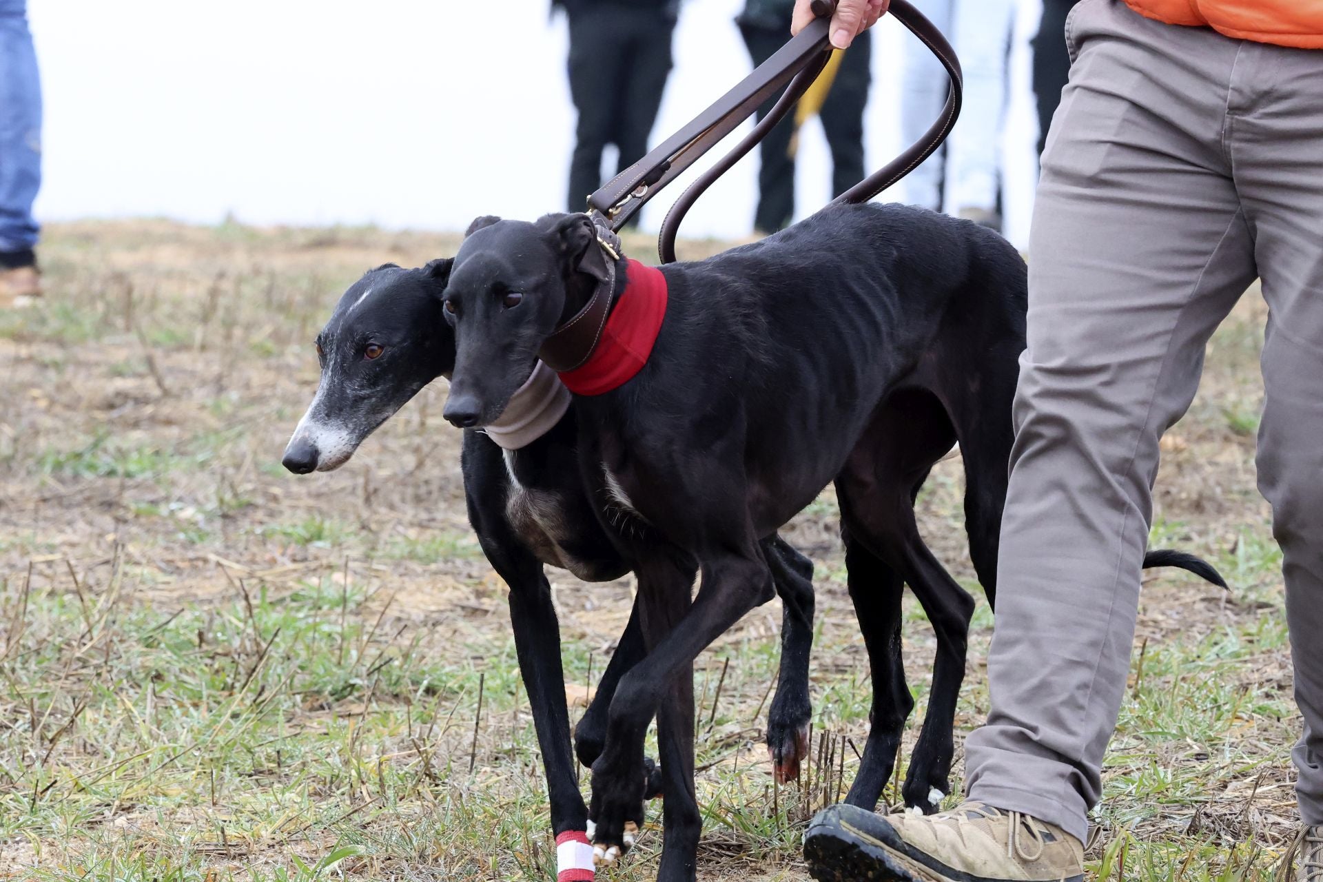 El campeonato de España de galgos en imágenes