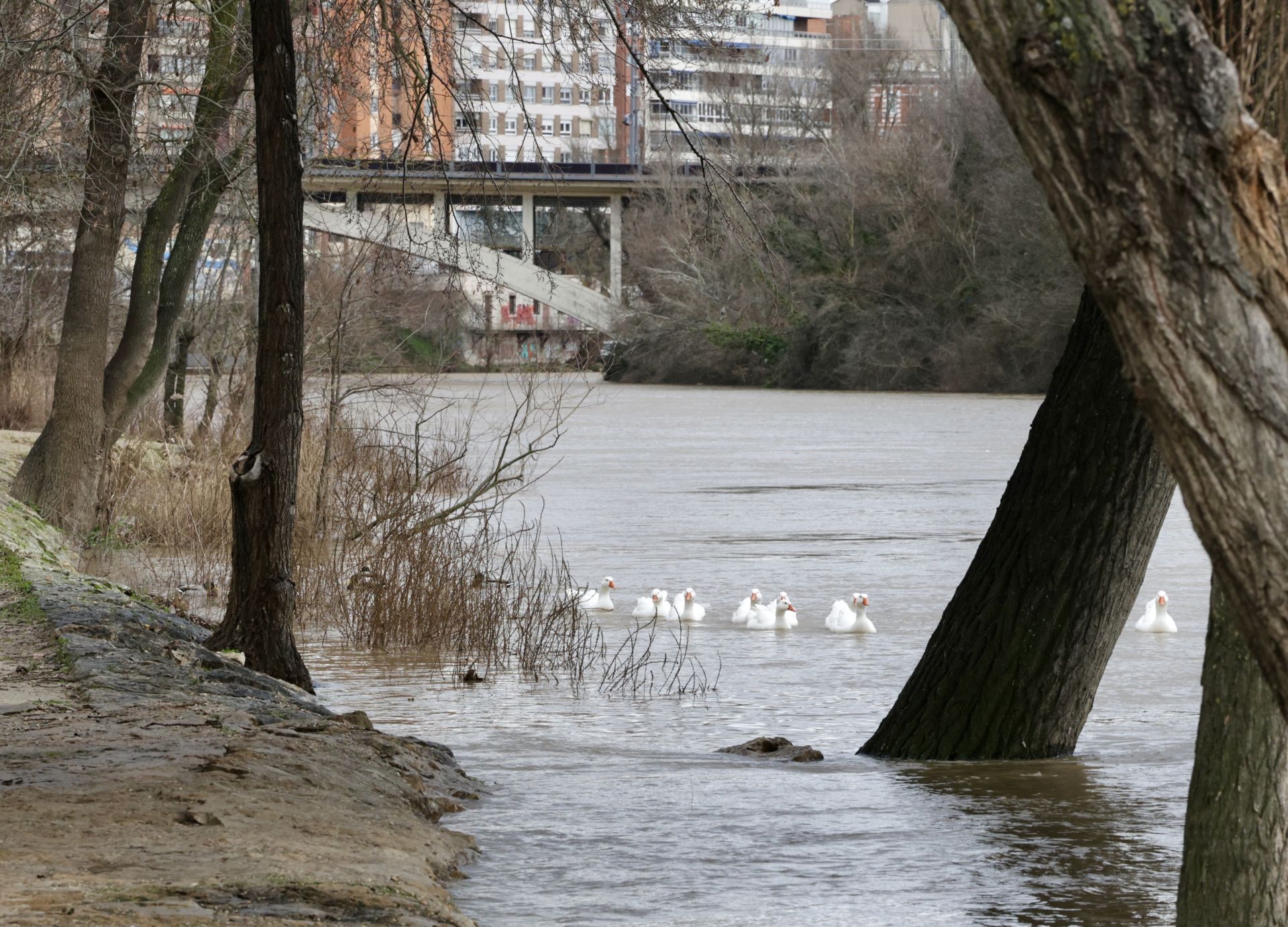 La crecida del río Pisuerga a su paso por Valladolid, en imágenes