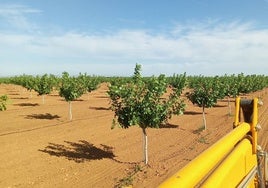 Una parcela de pistachos en Castilla León.