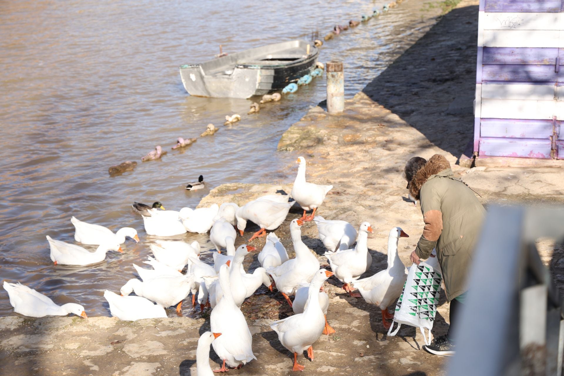 El estado del río Pisuerga, en imágenes