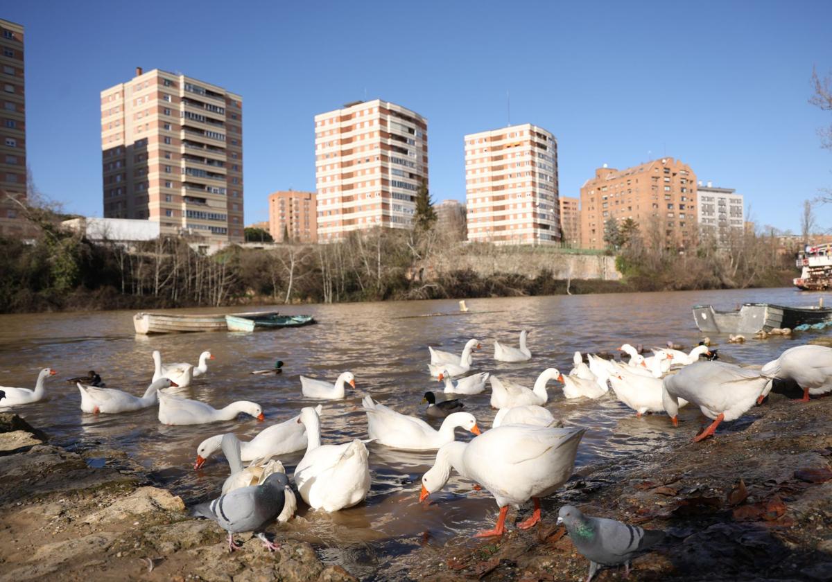 El estado del río Pisuerga, en imágenes