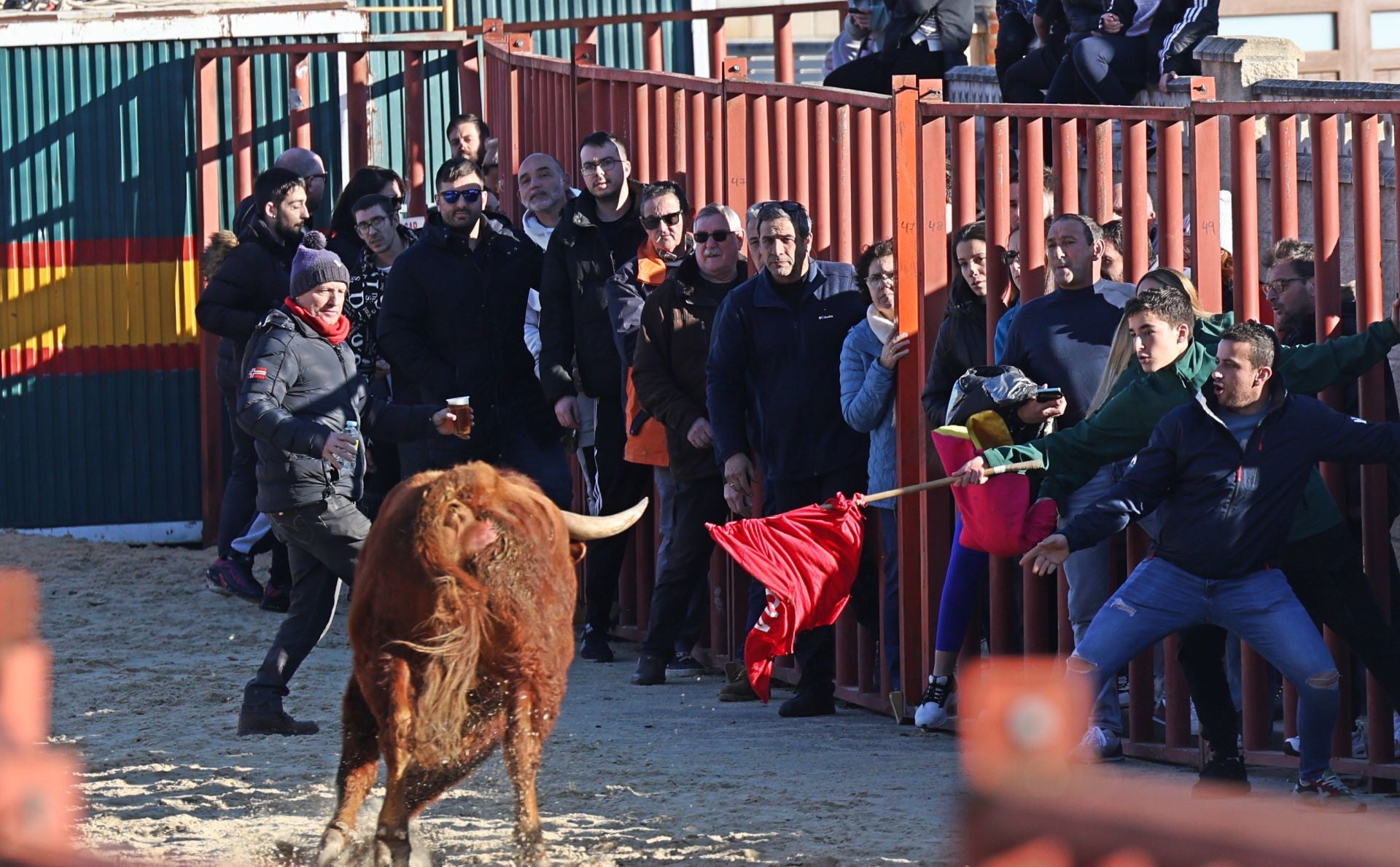 Las imágenes del encierro de Viana de Cega con los toros de San Blas