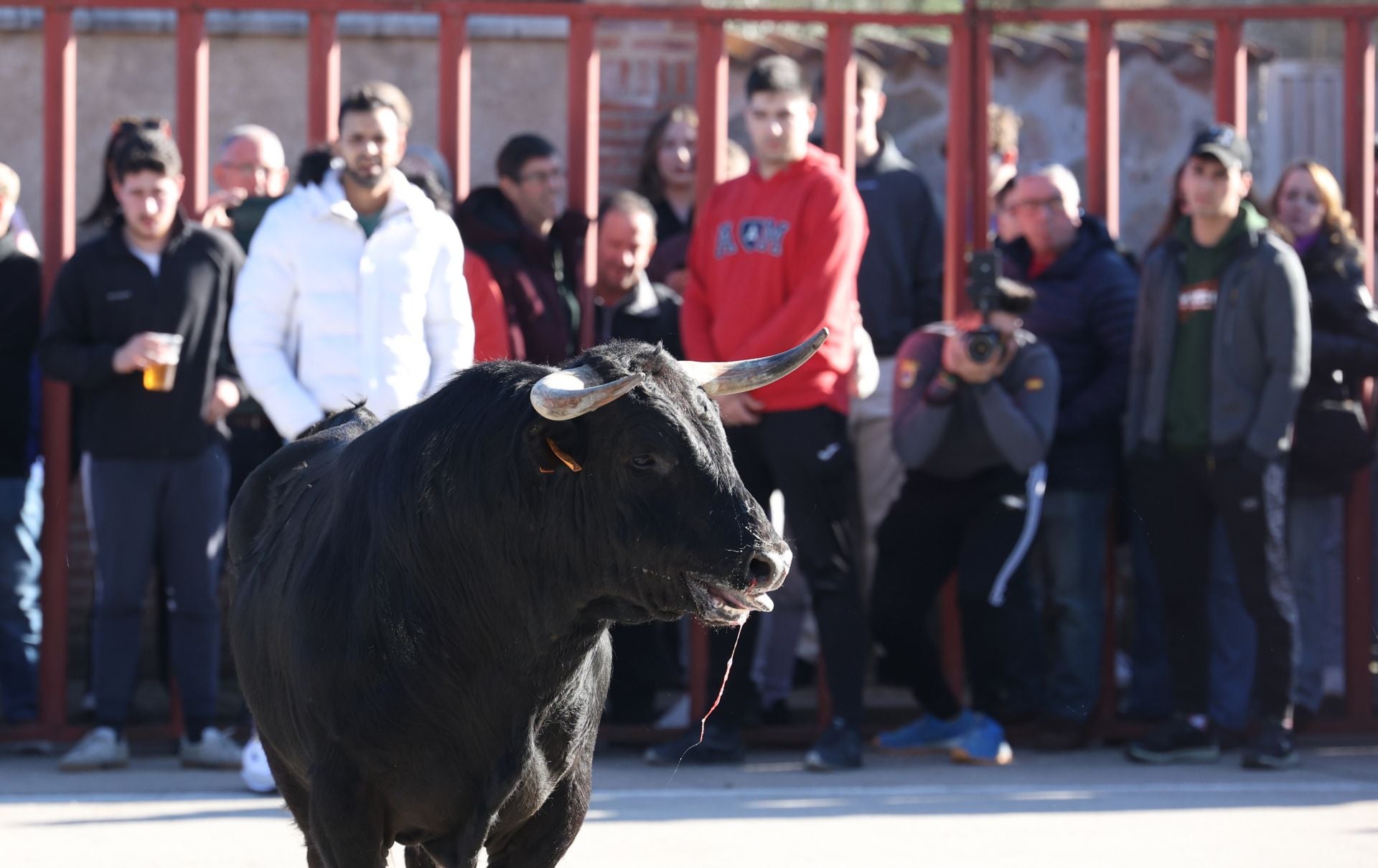 Las imágenes del encierro de Viana de Cega con los toros de San Blas