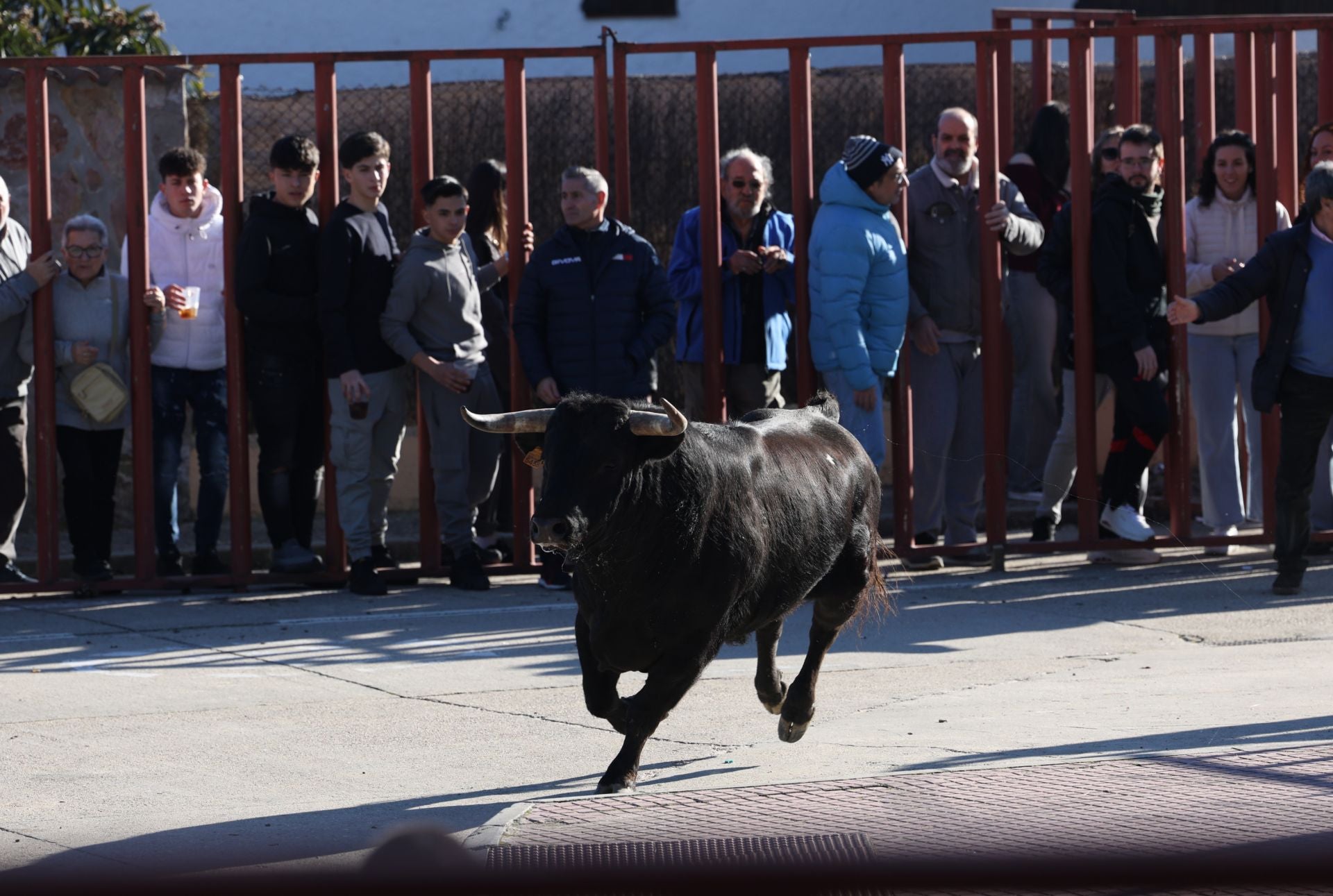 Las imágenes del encierro de Viana de Cega con los toros de San Blas