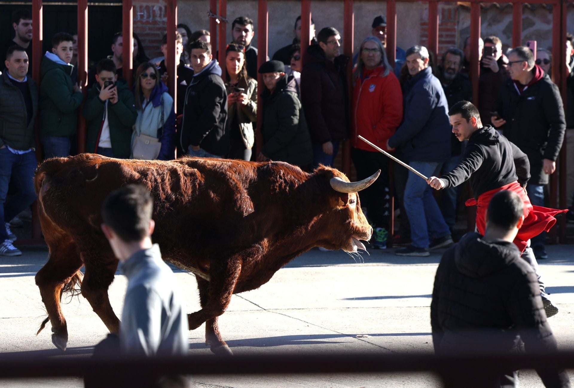 Las imágenes del encierro de Viana de Cega con los toros de San Blas