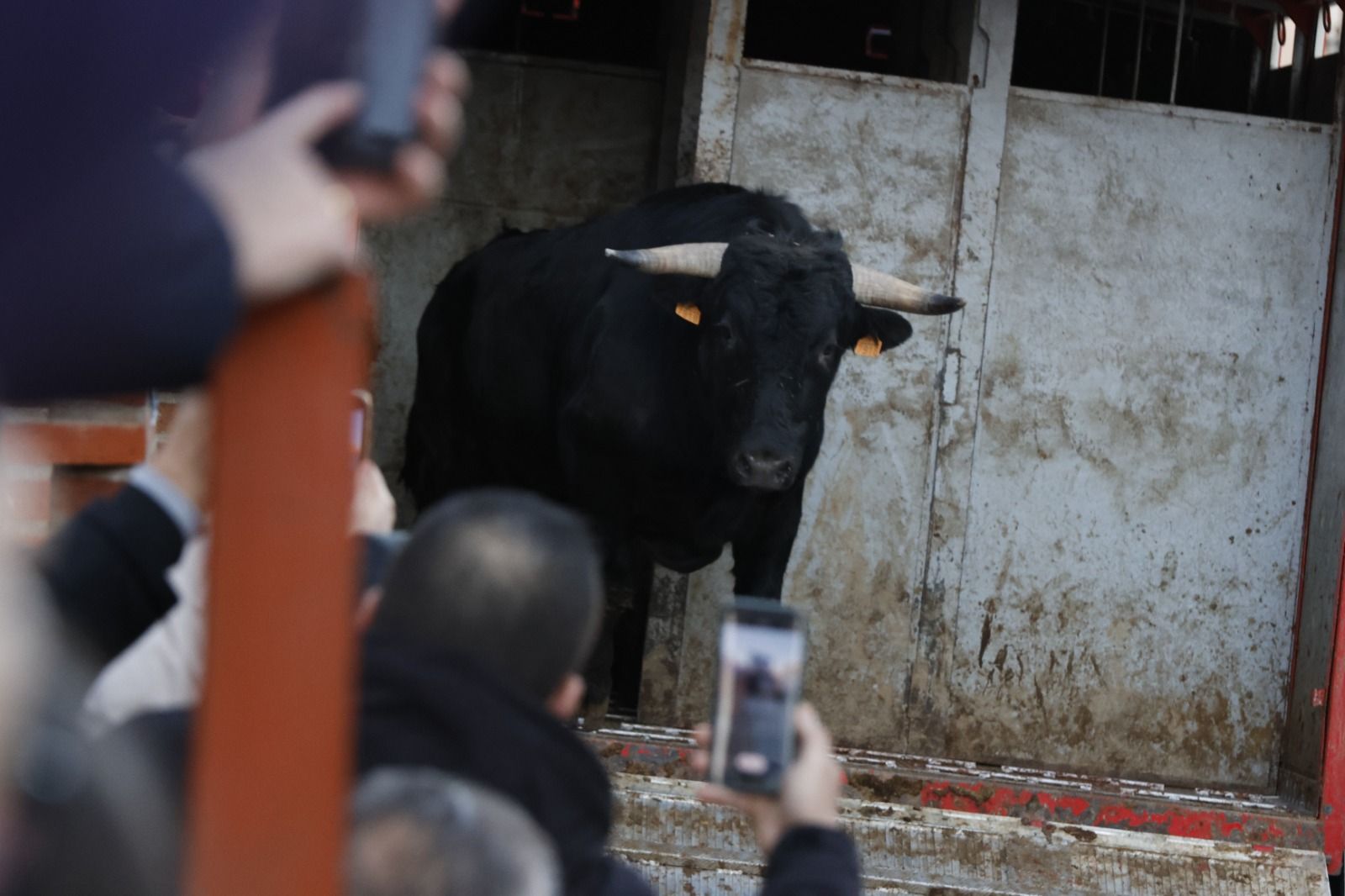 Las imágenes del encierro en Castronuño