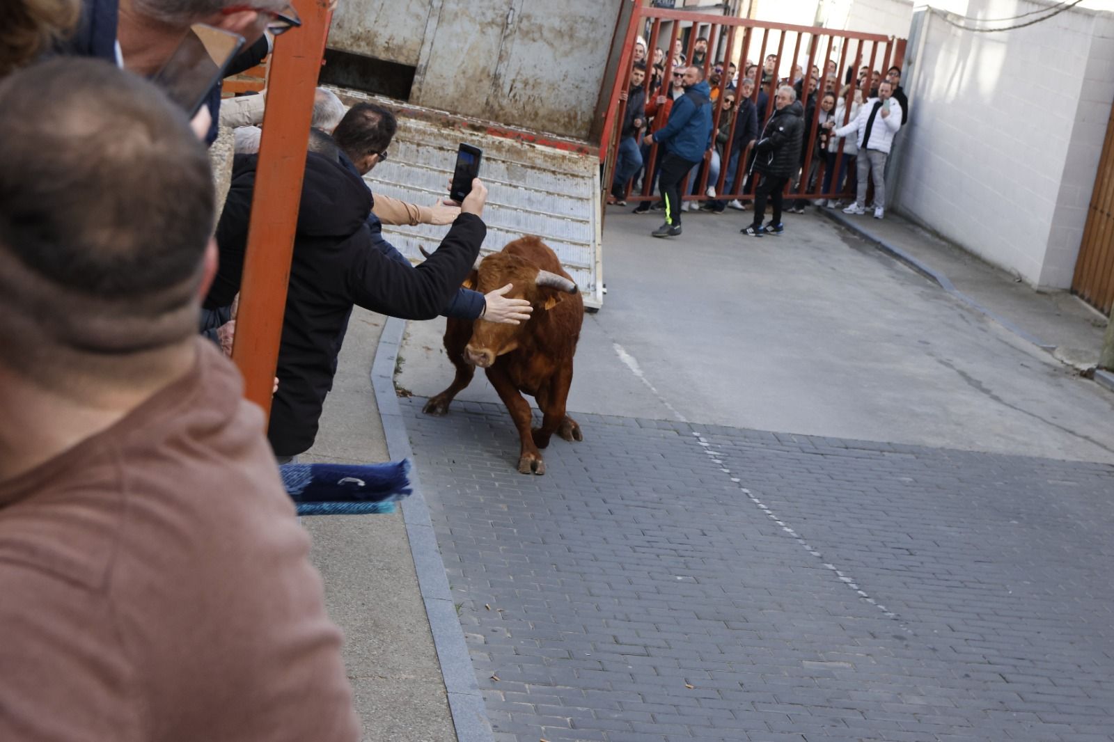 Las imágenes del encierro en Castronuño