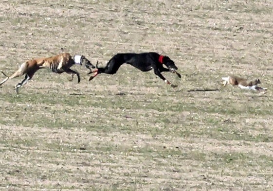 Las imágenes de las semifinales del Campeonato de Galgos