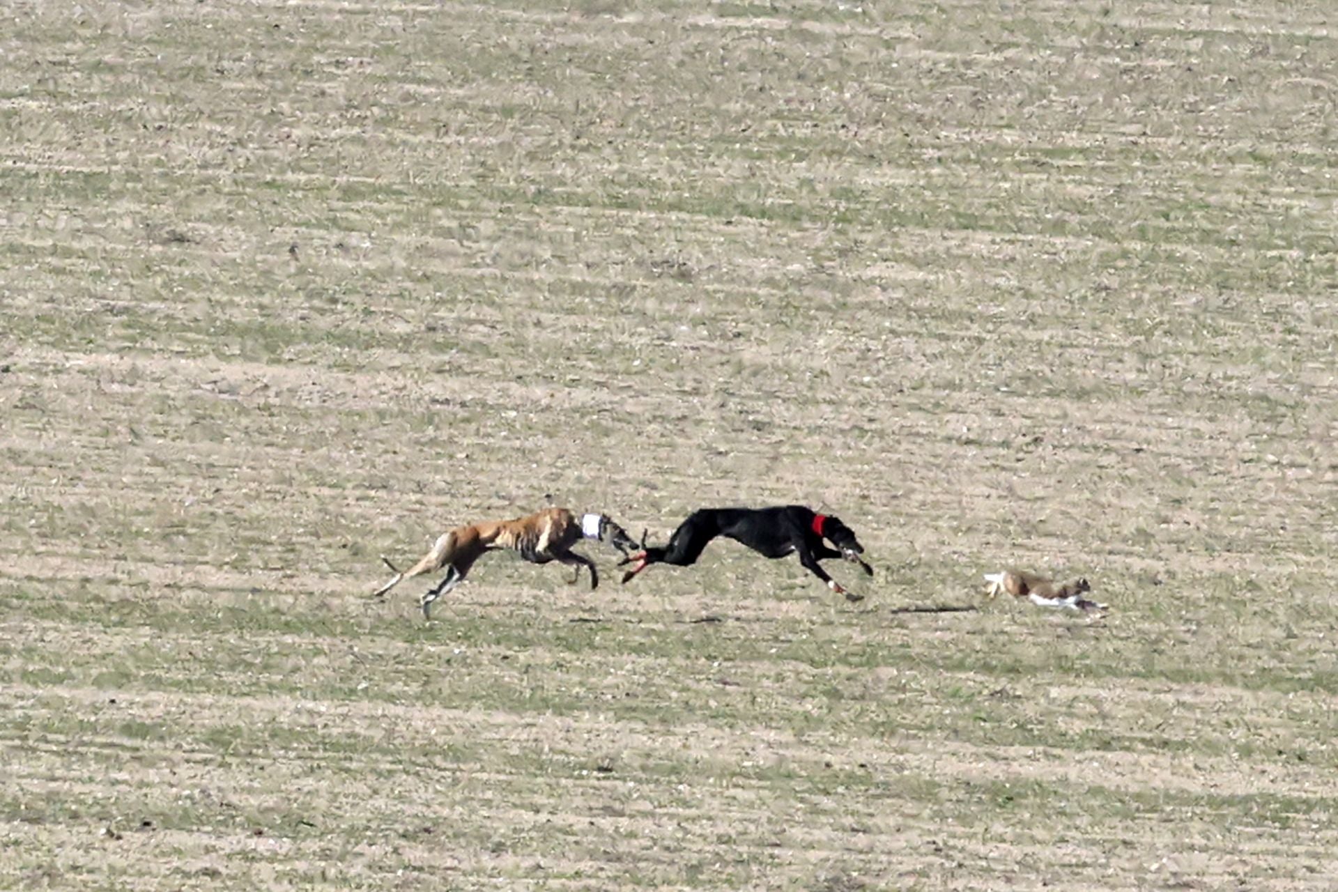 Las imágenes de las semifinales del Campeonato de Galgos