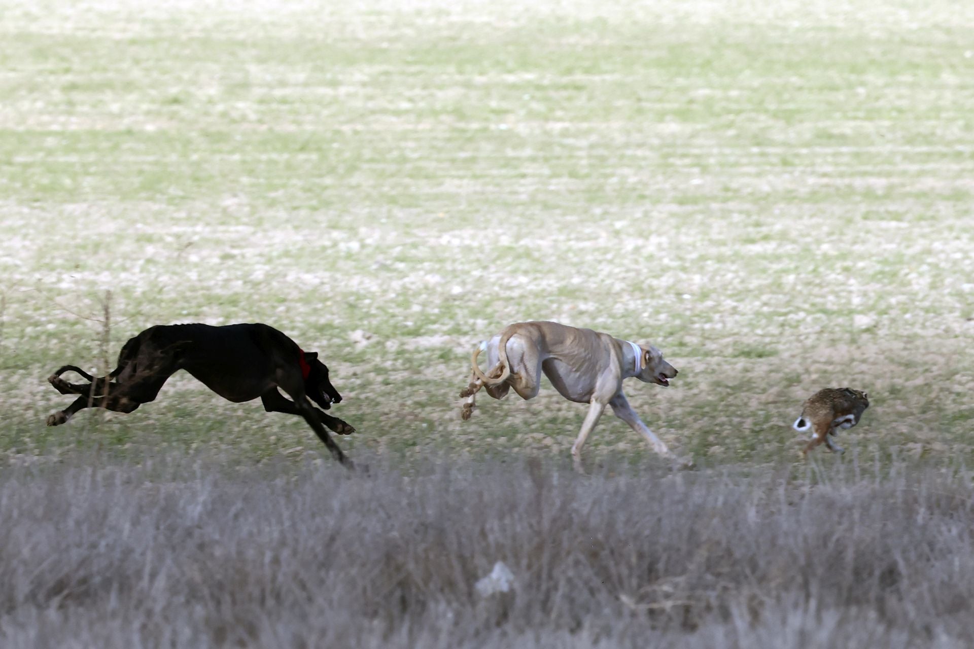 Las imágenes de las semifinales del Campeonato de Galgos