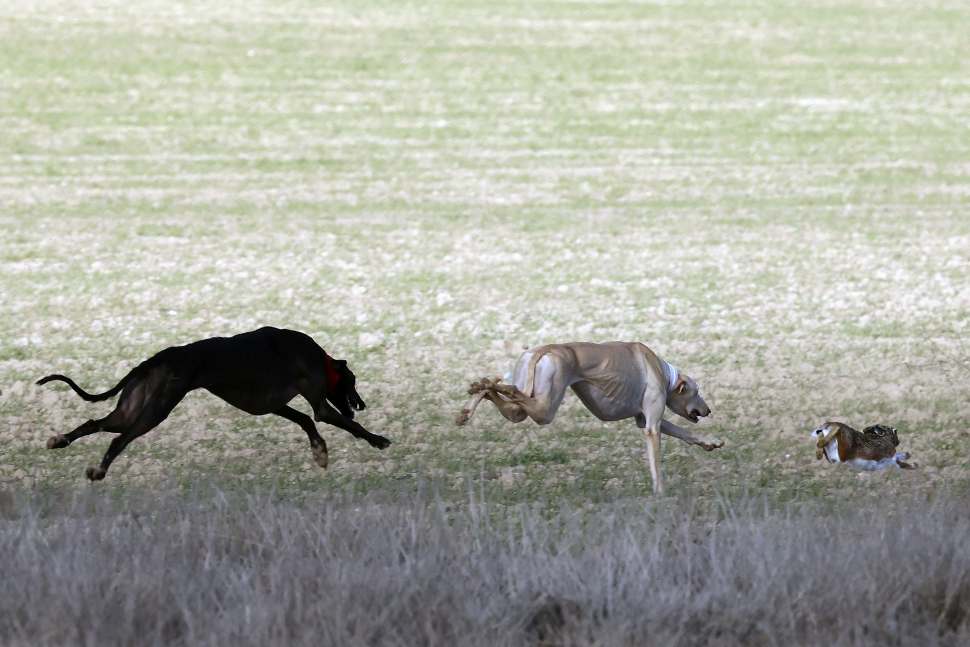 Las imágenes de las semifinales del Campeonato de Galgos