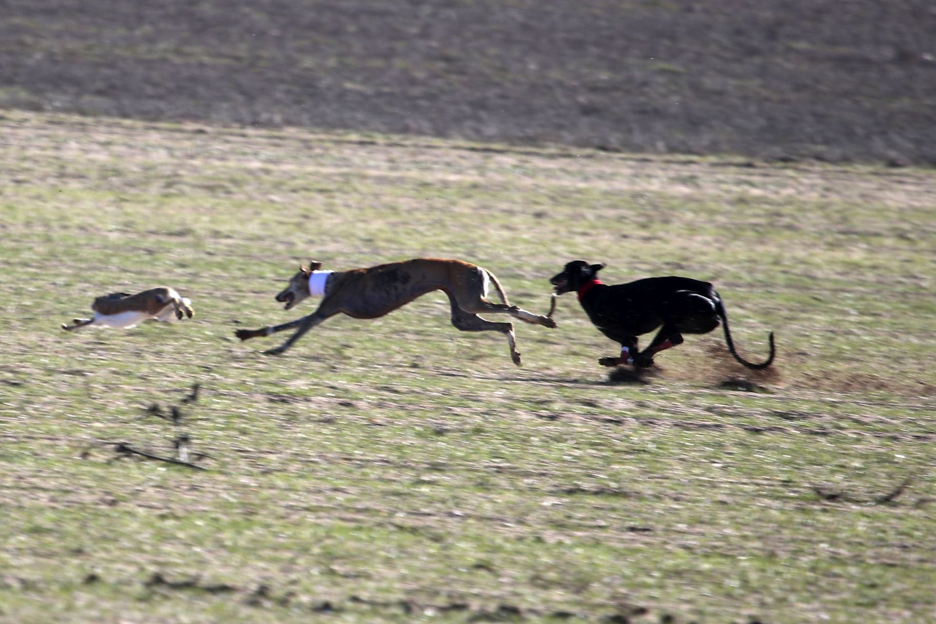 Las imágenes de las semifinales del Campeonato de Galgos