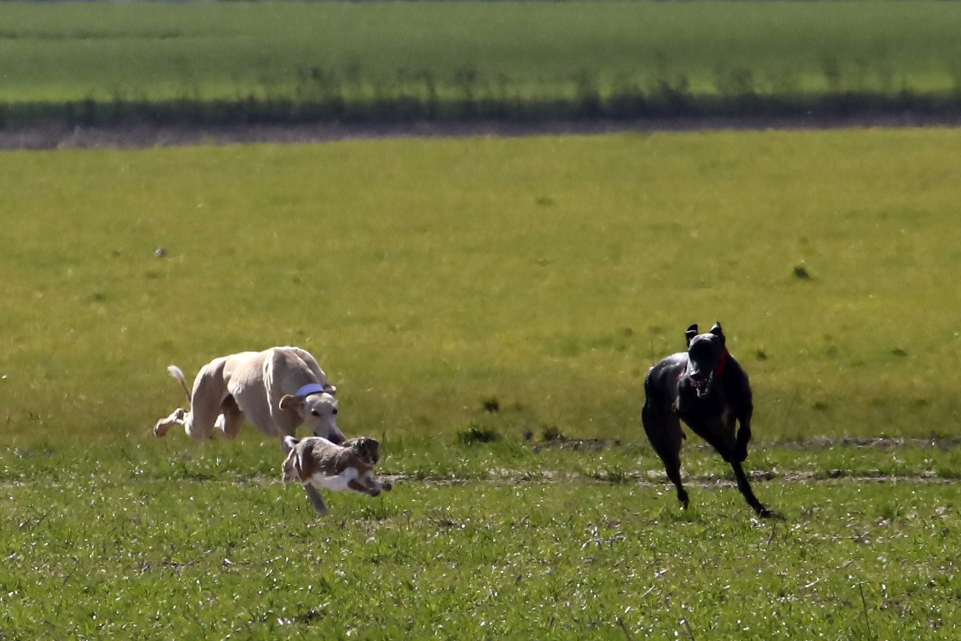 Las imágenes de las semifinales del Campeonato de Galgos