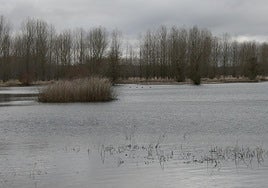 Estado actual del humedal El Espadañal situado en Cuéllar.