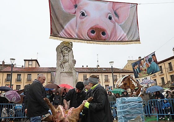 Una clase de labores del despiece del cerdo en la Plaza Mayor