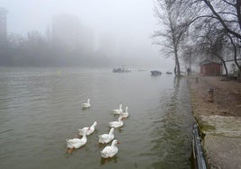 Estado del Pisuerga este martes, ya con sus paseos liberados, antes del puente de Poniente.