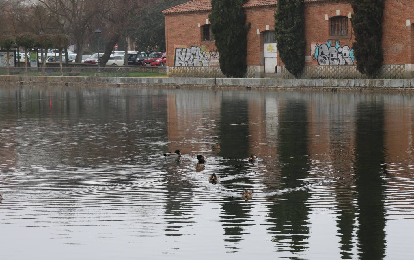 Nieblas persistentes y engelantes en Palencia