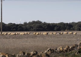 Un rebaño pasta en los terrenos que albergarán el sector seis de Navabuena Solar.