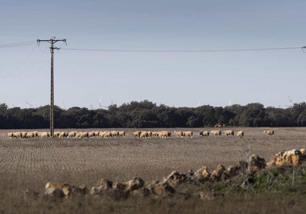 Un rebaño pasta en los terrenos que albergarán el sector seis de Navabuena Solar.