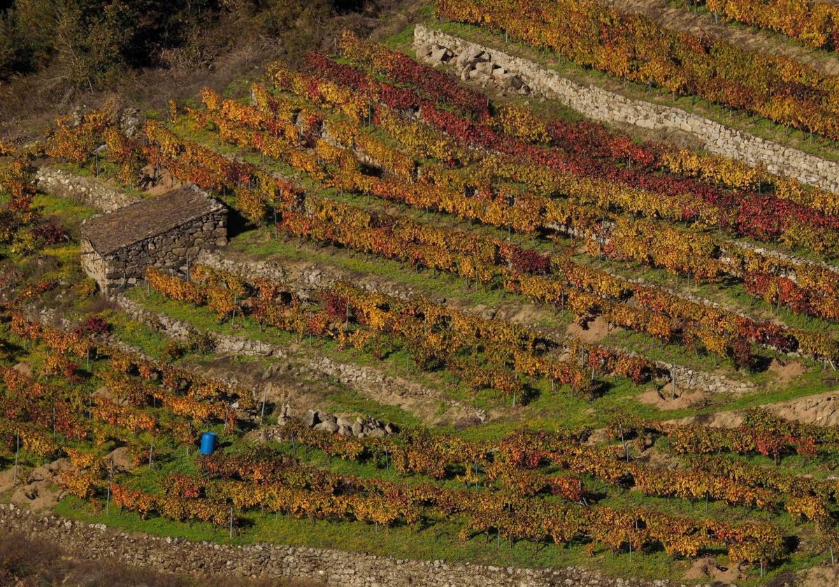 Viñedos de la Ribeira Sacra gallega.