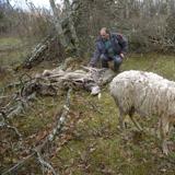 Segovia concentra el 20% de los ataques de lobo en la región tras duplicarse las manadas