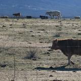 Más de ocho meses para cobrar las ayudas por siniestros de lobo en Segovia