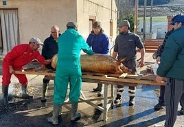 Los vecinos preparan al cerdo para el destazado