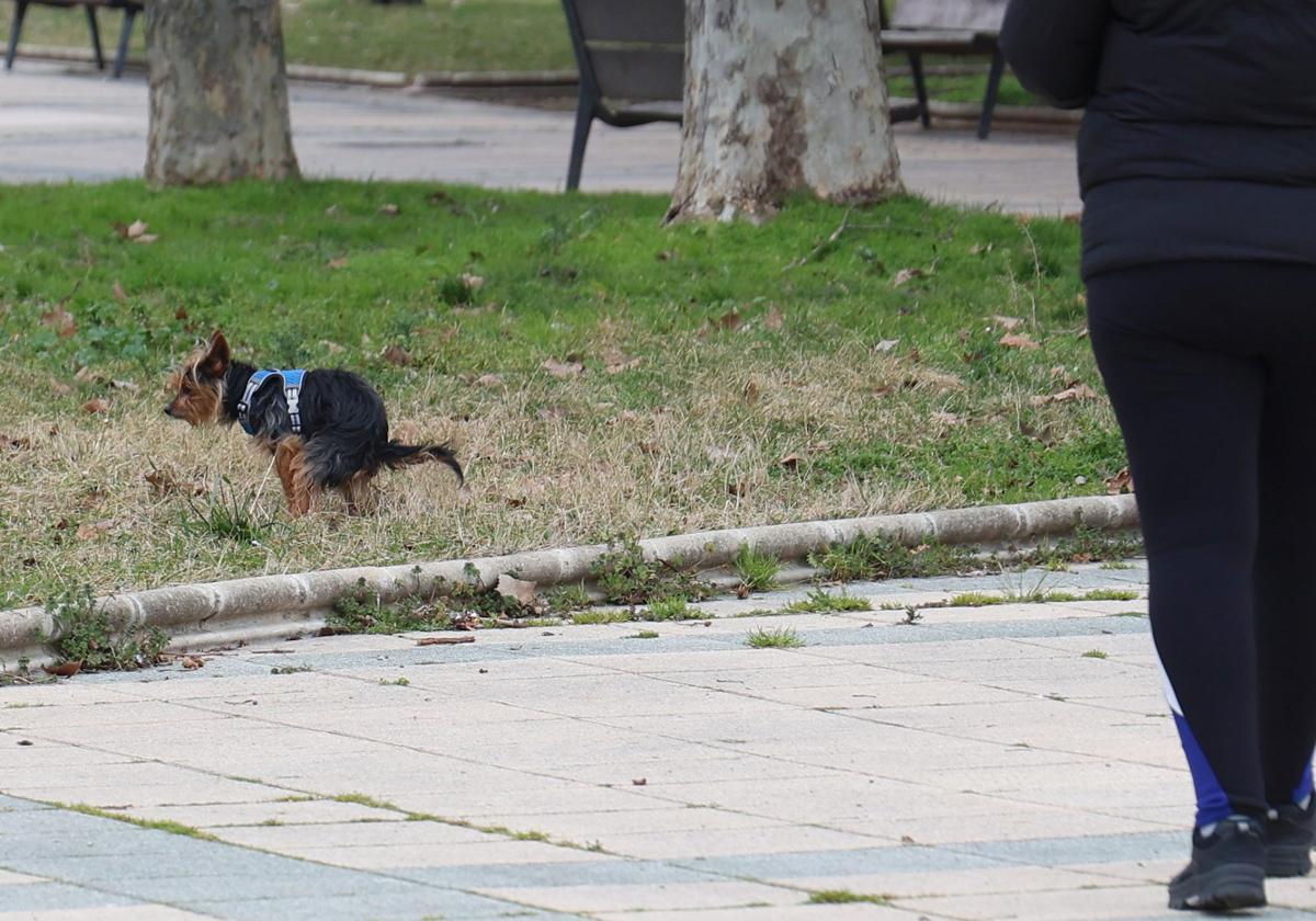 Una joven con su perro en un espacio verde de la ciudad.