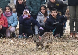 Así ha sido la puesta en libertad de los dos linces en Astudillo