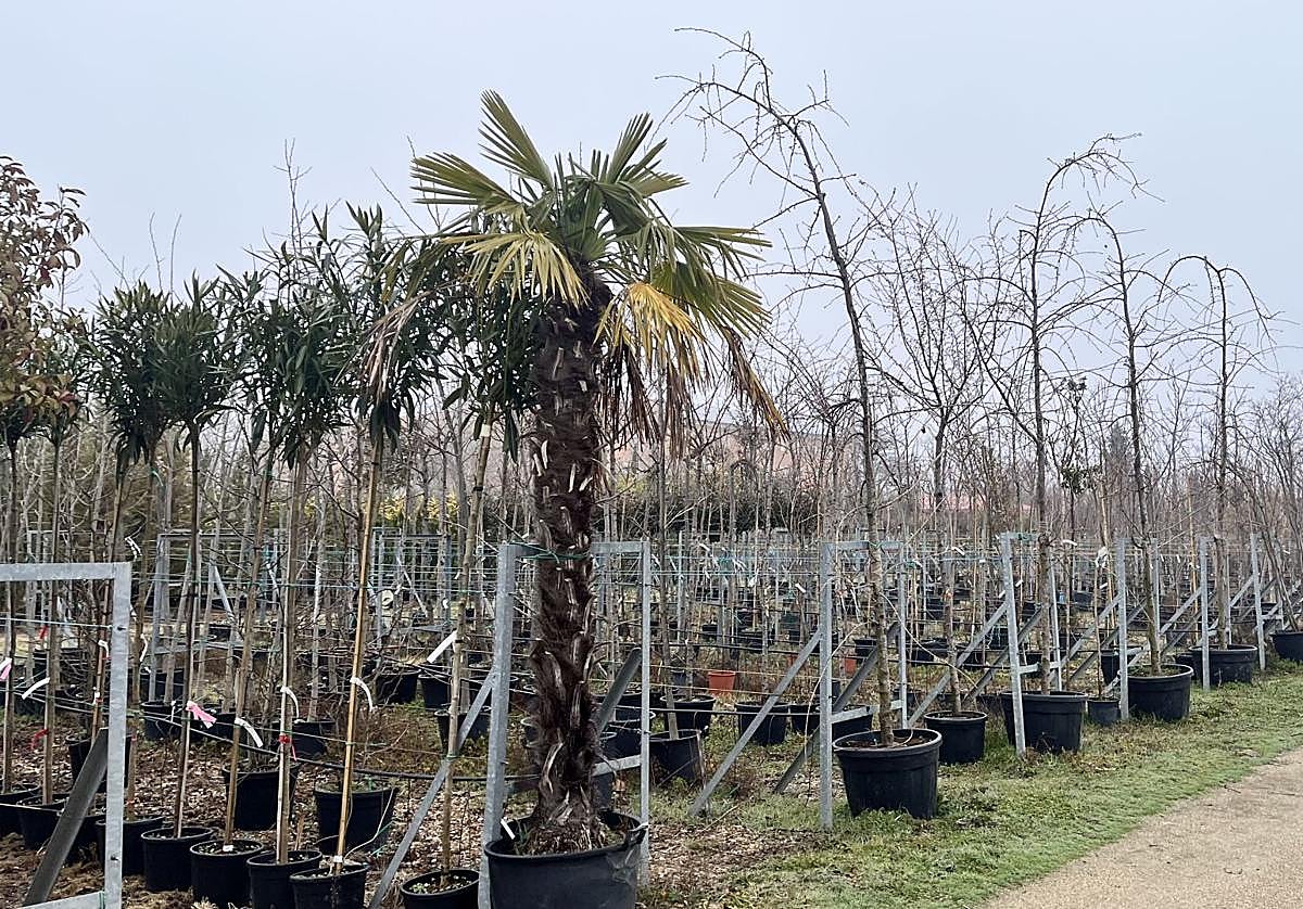 Variedades de árboles que se pueden encontrar en Viveros El Pilar.