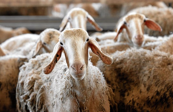 UCCL alerta de la caída de un 12% del precio en origen de la leche de oveja
