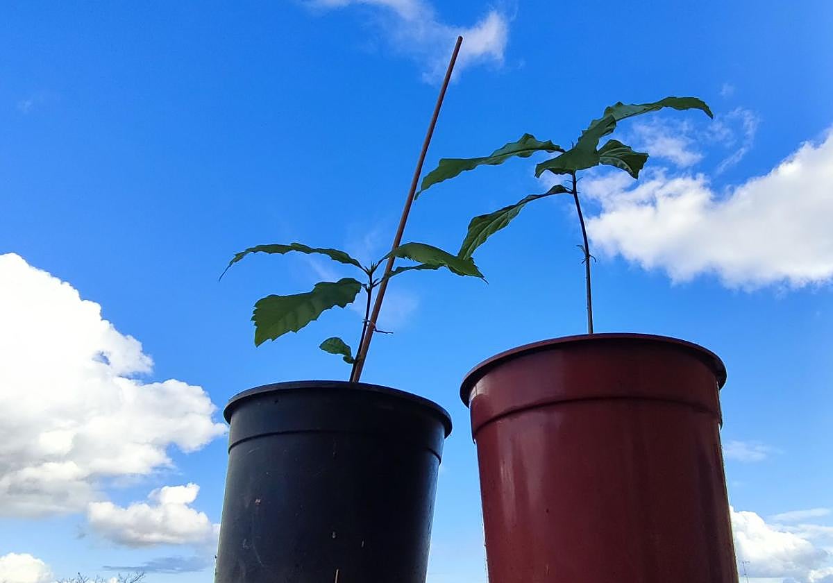 Dos castaños recién nacidos apuntan alto desde sus macetas.